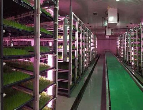 Farma iz Čuruga prva u Srbiji proizvodi  zelenu stočnu hranu bez zemljišta