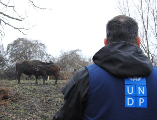 Obnavljanje biodiverziteta Obedske bare uz pomoć bivola