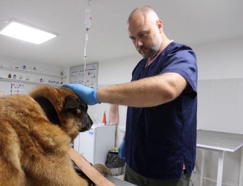 Pas, veterinar i magija EU pomoći: Priča iz Morisovog ugla